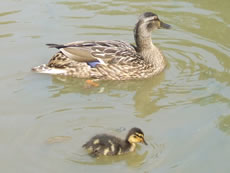 Acton ducks