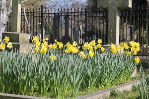 daffs