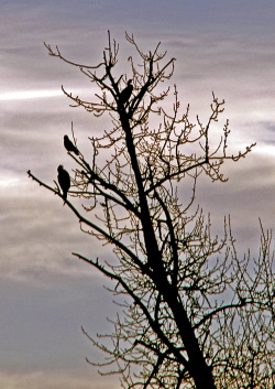 Heron Nests