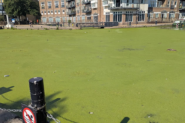 Brentford Lock algae 