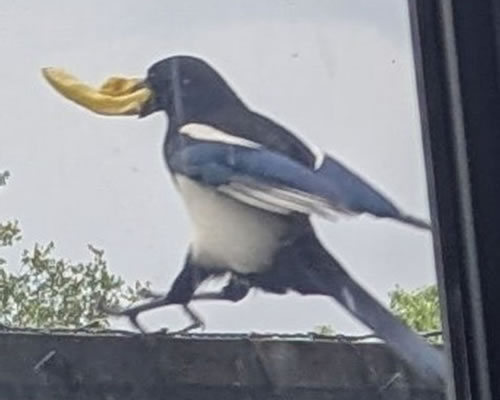 Corvid with chip 