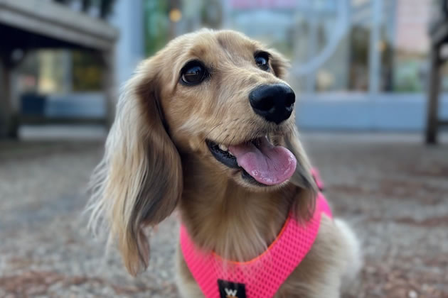 Daisy is a key member of the Underdog International Therapy Dog Team
