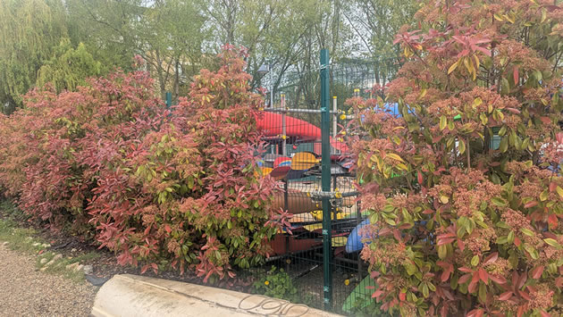 Shrubs at Ferry Quays 