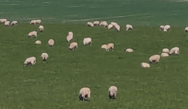 Flock of sheep 