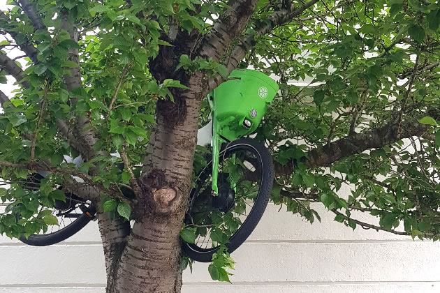 Lime bike in tree