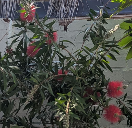 Rare tree species 
