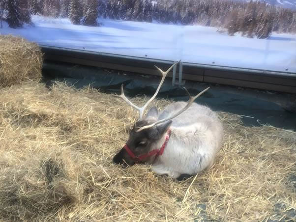 reindeer in Brentford