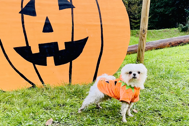 Autumn at Syon Park with Family Friendly Fun