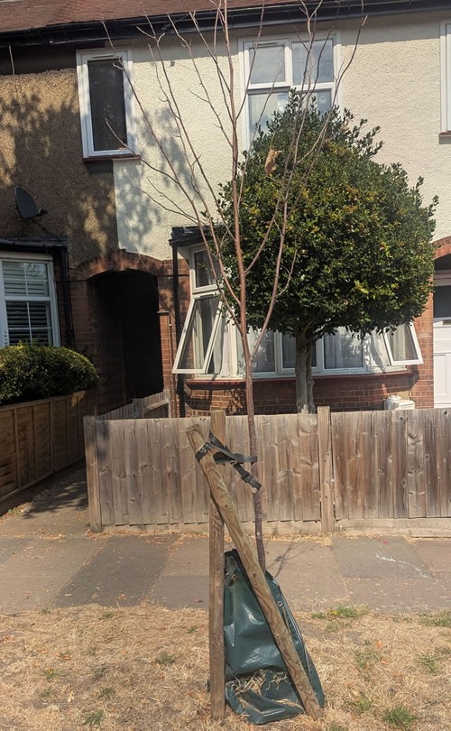 Unhealthy Sapling 