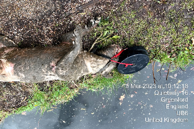 Dog Weighed Down and Dumped in Greenford Canal