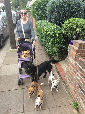 dog in stroller