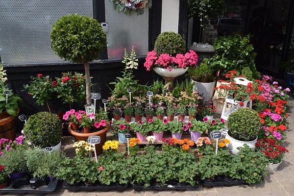 Hanwell Flower Shop - Liz Jenner