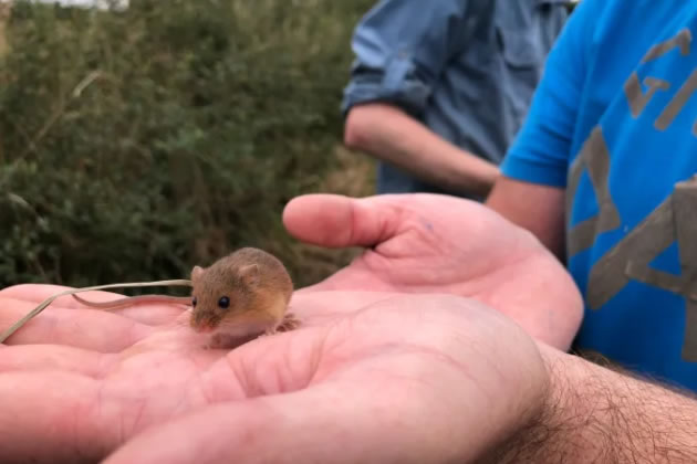 Plan to link up reintroduced mice with existing population in Horsenden Hill