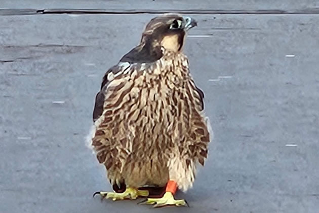 The young birds currently struggle to reach their home perch 