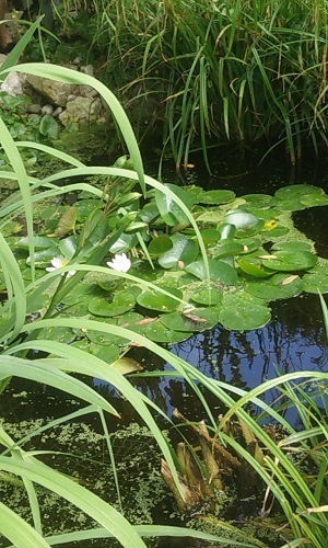 Pond York Road