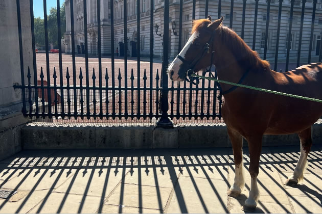 An Ealing pony outside Buckingham Palace 