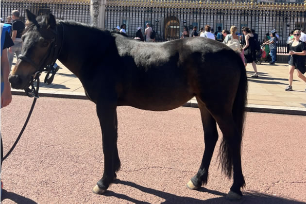 The ponies got to see the Changing of The Guard 