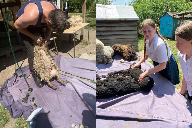 Tom Davis shearing the sheep (left). Students helping to roll the wool (right). Picture: St Augustine's Priory 
