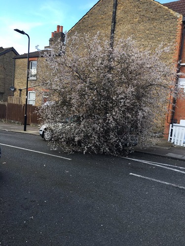 felled tree in Hanwell Cath PG