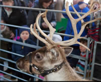 Reindeer in Lyric Square Hammersmith