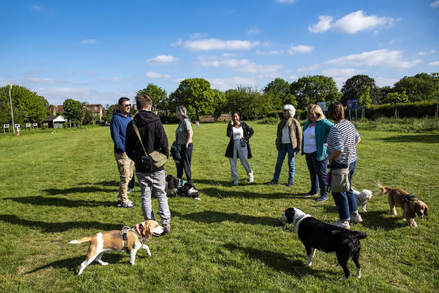 A group of dog walkers in Blondin Park