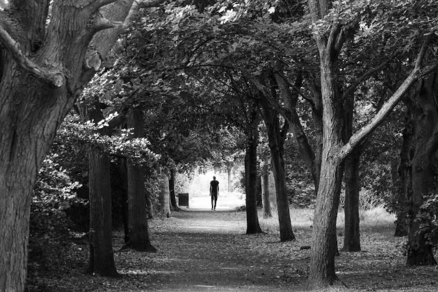 An arcade of trees in Blondin Park