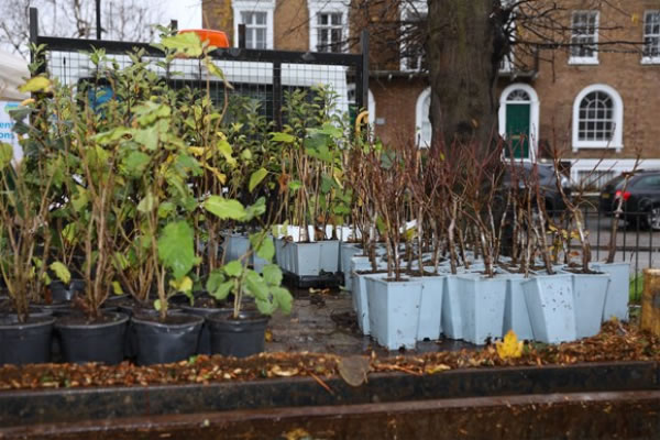 Over 500 trees reserved for borough residents