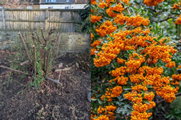 Park Friends Seek To Make Green Spaces an Election Issue