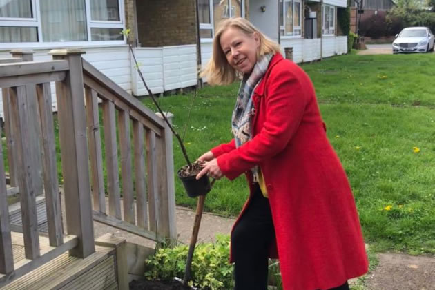 Ruth Cadbury MP planting an apple tree 