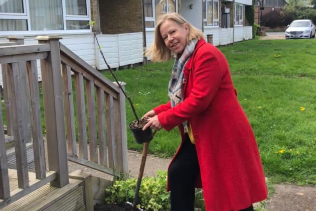 Ruth Cadbury MP planting an apple tree 