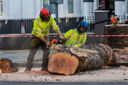 Call for Hounslow Council to Rethink Felled Trees Policy