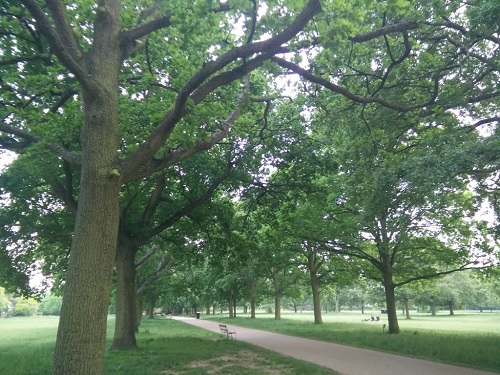 walpole park tree week