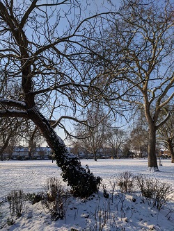 Wendell Park in the snow